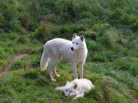 Arktische Wölfin und kleines Wolfsjunges auf grünem Gras