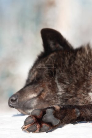 Téléchargez les photos : Dormir loup canadien dans la neige - en image libre de droit