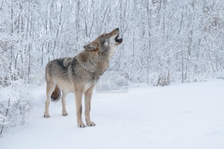 Gray howling wolf on the background of the forest