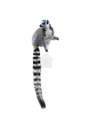 Foto de Lemur aislado sobre fondo blanco - Imagen libre de derechos