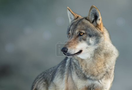 retrato de un lobo gris sobre un fondo borroso