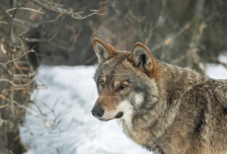 Foto de Retrato de un lobo gris en el fondo del bosque - Imagen libre de derechos