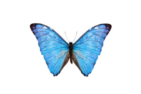 Photo for Blue butterfly (morpho adonis) isolated on a white background - Royalty Free Image