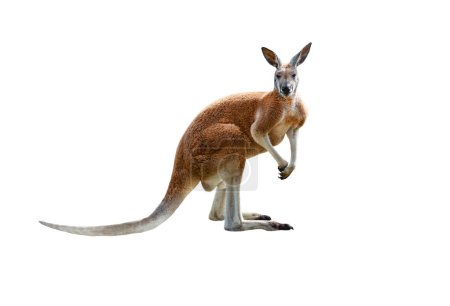 Photo for Red kangaroo isolated on white background - Royalty Free Image
