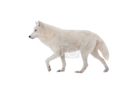Photo for Polar walking wolf isolated on white background - Royalty Free Image