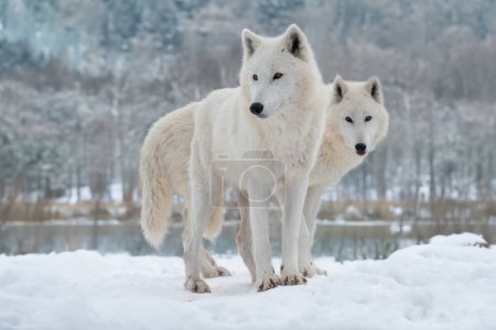 Zwei weiße Polarwölfe stehen im Hintergrund des Waldes