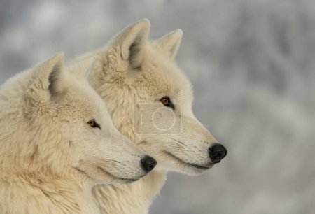 zwei Polarwölfe im Hintergrund eines verschneiten Waldes