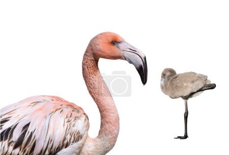 Photo for Portrait of pink flamingo and little flamingo isolated against white background - Royalty Free Image