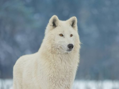 Porträt eines weißen Wolfes auf grauem Hintergrund
