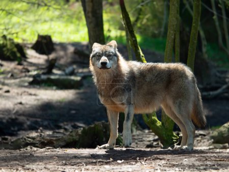 Grauer Wolf steht und blickt in den Wald
