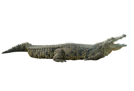  Krokodil (crocodylus niloticus) mit offenem Maul auf weißem Hintergrund