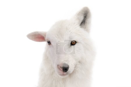Foto de Lobo retrato en ropa de oveja aislado sobre fondo blanco - Imagen libre de derechos