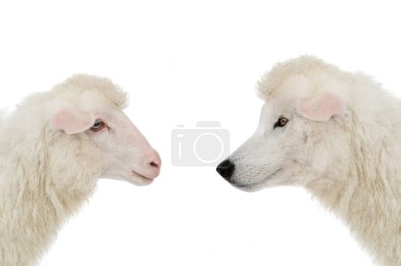 Foto de Lobo retrato en ropa de oveja y ovejas aisladas sobre fondo blanco - Imagen libre de derechos
