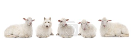 Foto de Lobo vestido de oveja con ovejas aisladas sobre fondo blanco - Imagen libre de derechos