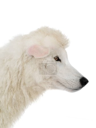 Téléchargez les photos : Portrait loup en vêtements de brebis isolé sur fond blanc - en image libre de droit