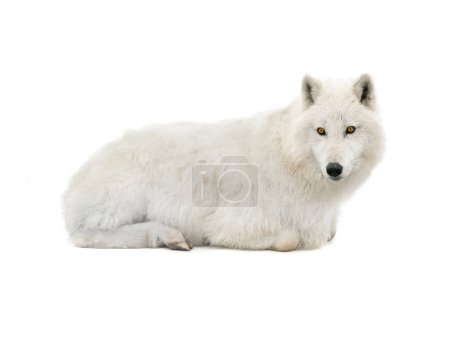 Photo for Wolf in sheep's clothing isolated on white background - Royalty Free Image