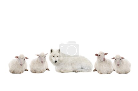 Téléchargez les photos : Loup vêtu de moutons avec moutons isolés sur fond blanc - en image libre de droit