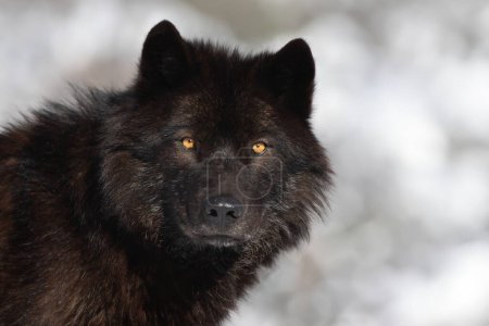 portrait of a black Canadian wolf on a blurred background