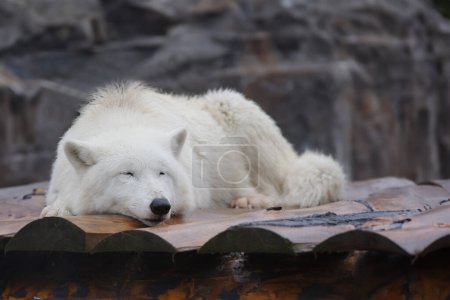 Téléchargez les photos : Loup arctique endormi sur un fond flou - en image libre de droit