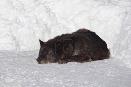 Téléchargez les photos : Dormir loup canadien noir sur neige blanche - en image libre de droit