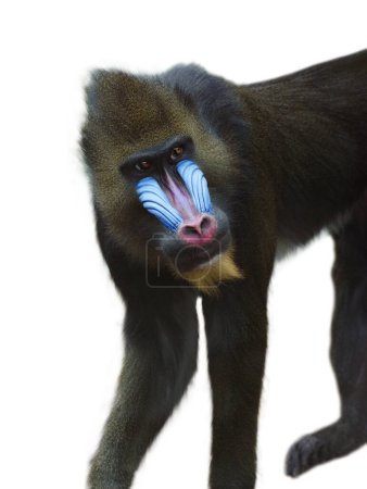 Photo for Mandrill isolated on white background - Royalty Free Image