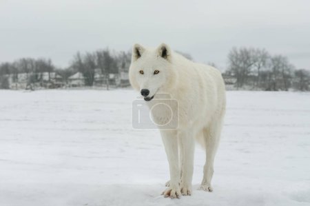 Foto de Lobo ártico blanco contra el fondo de un pueblo - Imagen libre de derechos