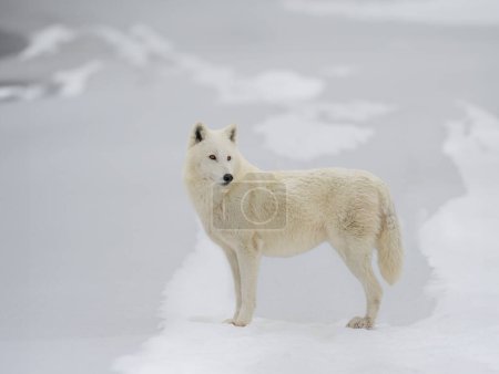 weißer Polarwolf vor schneebedecktem Hintergrund