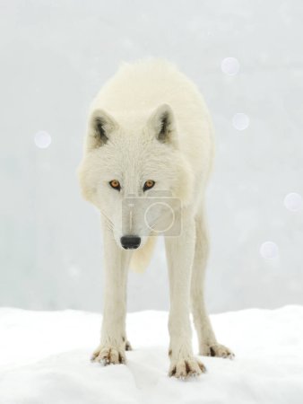weißer Polarwolf vor schneebedecktem Hintergrund