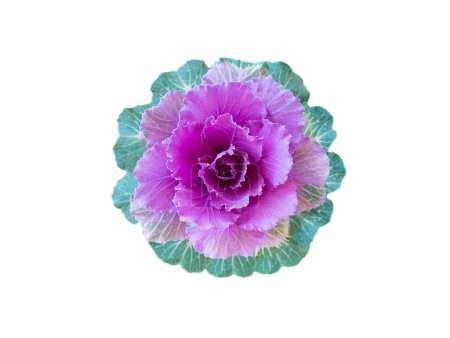 Téléchargez les photos : Chou décoratif avec des feuilles violettes vue de dessus. chou frisé floraison extérieur isolé sur fond blanc - en image libre de droit
