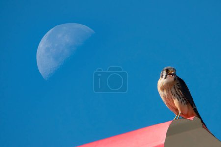 Foto de Falco tinnunculus se sienta sobre el fondo de la luna y el cielo azul - Imagen libre de derechos