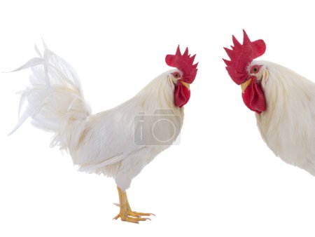 Photo for White rooster isolated on a white background - Royalty Free Image