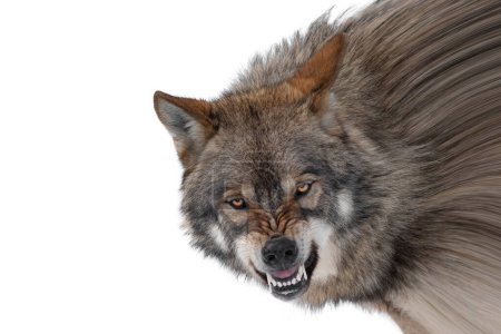 Photo for Gray wolf with a grin is isolated on a white background. - Royalty Free Image