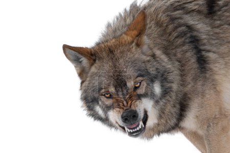  gray wolf with a grin is isolated on a white background.