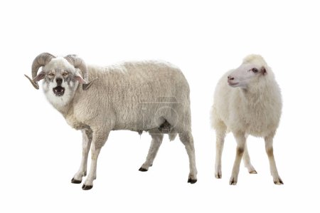 Téléchargez les photos : Loup vêtu de moutons avec moutons isolés sur fond blanc - en image libre de droit