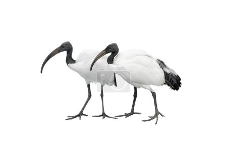 two african sacred ibis isolated on white background