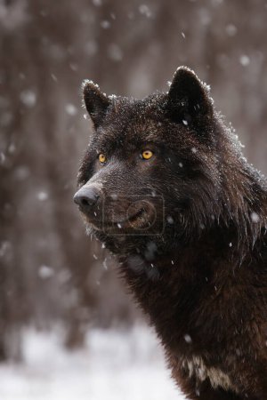 Porträt eines schwarzen kanadischen Wolfes während des Schneefalls