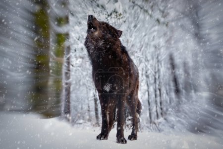 portrait of a black Canadian wolf during the falling snow
