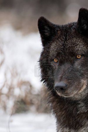 retrato Lobo negro canadiense sobre un fondo borroso