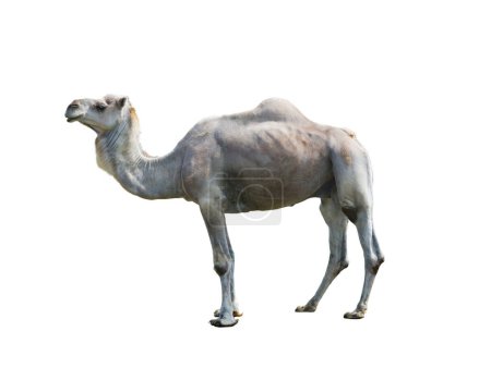 camello (cameius dromedarius) aislado sobre fondo blanco