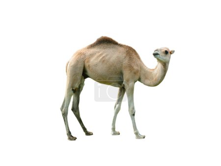 Kamel (cameius dromedarius) isoliert auf weißem Hintergrund