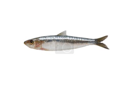 sardine isolated on white background