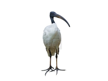 Malagasy sacred ibis isolated on white background
