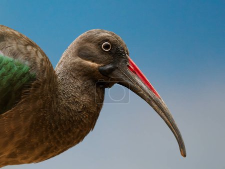 Hadaba ibis on a blue background