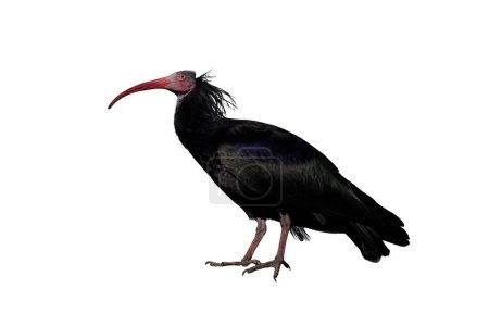 waldrapp ibis isolé sur fond blanc