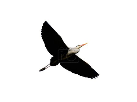 gray heron flying isolated on white background
