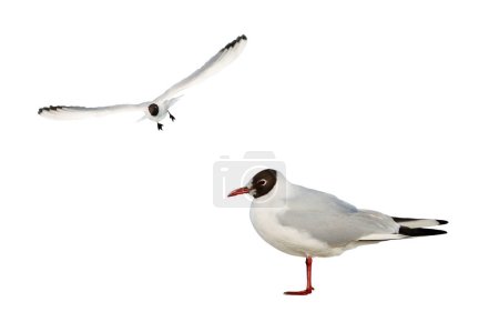 patagonia gull (Chroicocephalus maculipennis) isolated on white background