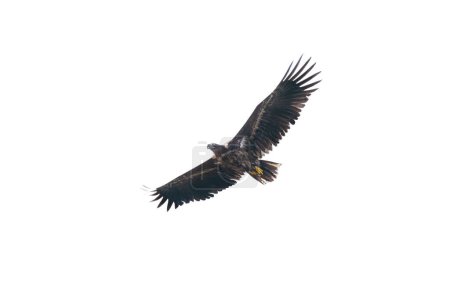 White-tailed eagle flight isolated on white background 