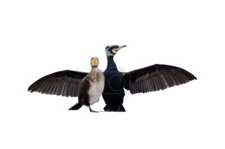 two cormorant isolated on white background