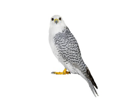 falco rusticolus isolated on white background