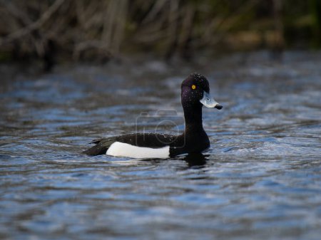 male tufted duck swimming on a lake.